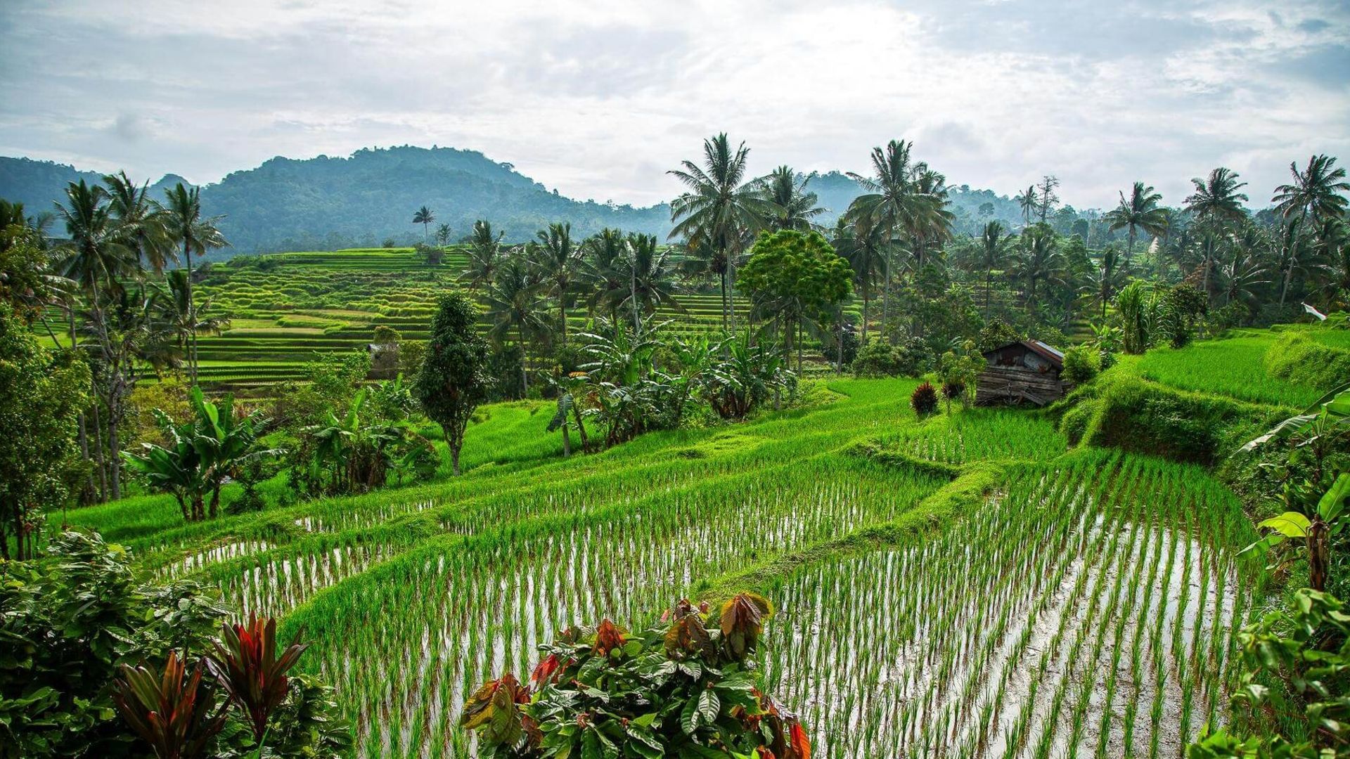 Rýžové terasy na Sumatře s palmami a horami v mlze