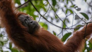 Orangutani na Sumatře — trekking v Bukit Lawang