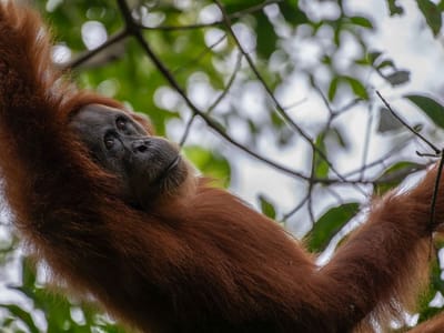 Sumaterský orangutan v pralese