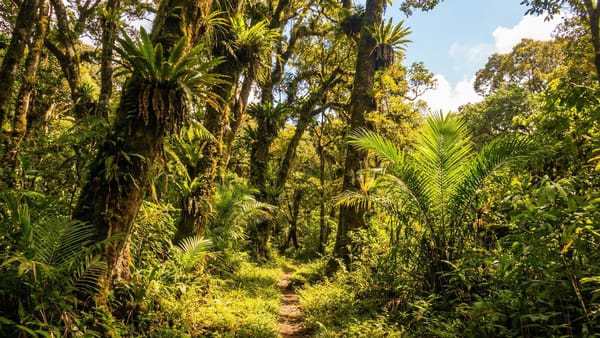 Tropický prales biosférické rezervace Lore Lindu