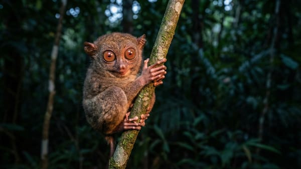 Nártoun při nočním pozorování v pralese Tangkoko