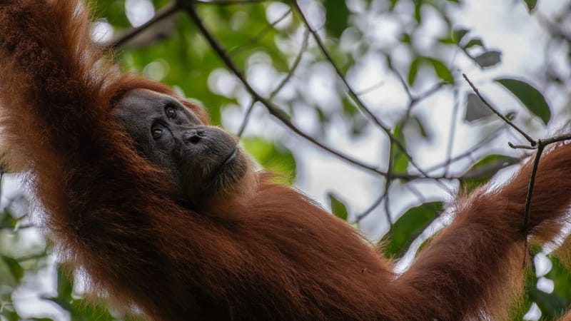 Sumaterský orangutan v pralese Gunung Leuser