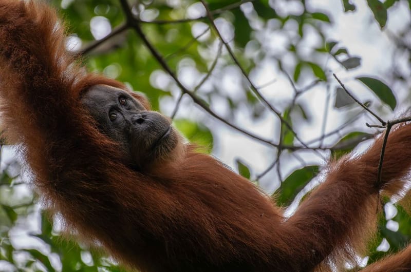Sumaterský orangutan v pralese národního parku Gunung Leuser